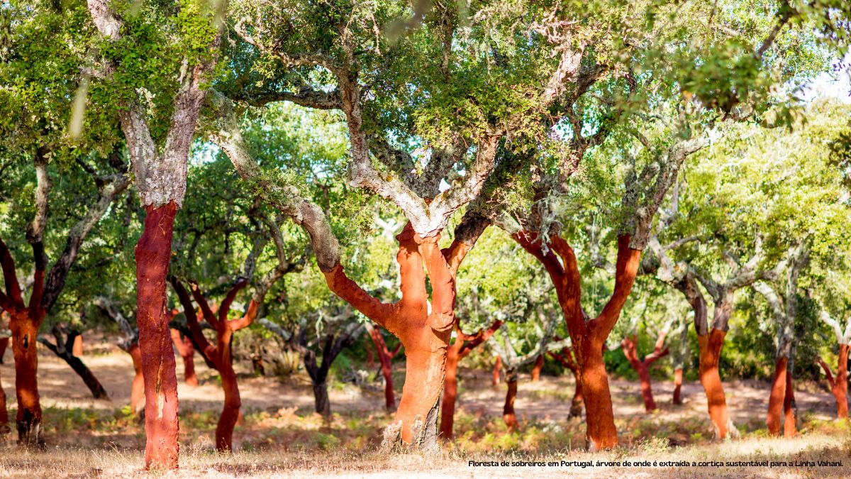 Floresta de sobreiros em Portugal, árvore de onde é extraída a cortiça sustentável para a Linha Vahani.
